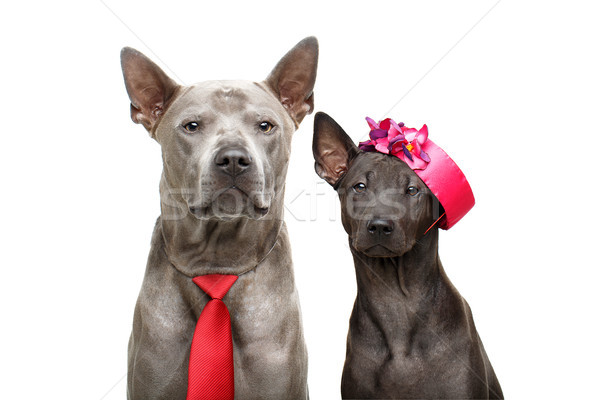 Stockfoto: Mooie · thai · honden · super · kort · bont