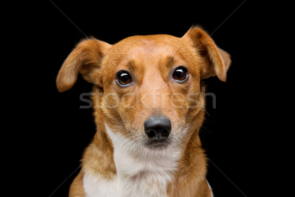 Jack russell terrier retrato belo adulto Foto stock © svetography