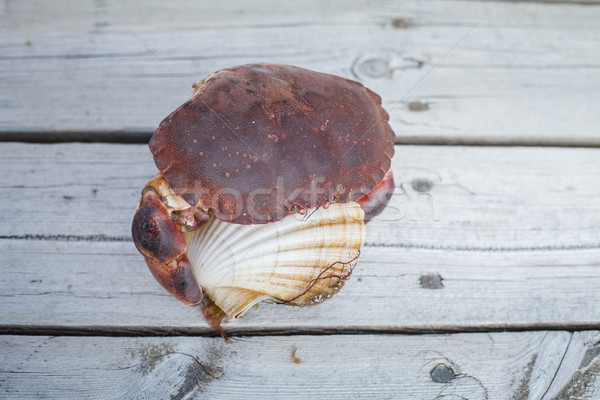 [[stock_photo]]: Vivant · crabe · griffe · permanent