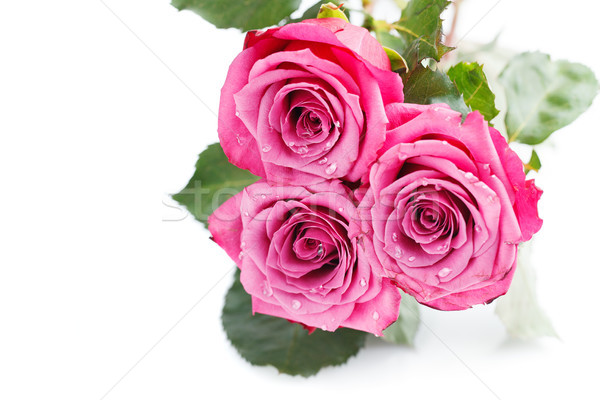 pink roses isolated on white Stock photo © svetography