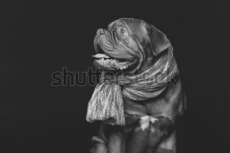 beautiful bordeaux dogue dog in scarf Stock photo © svetography