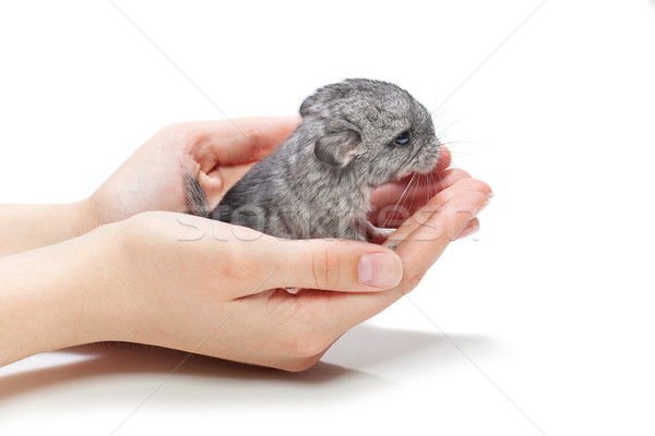 Chinchilla baby sitting on hands Stock photo © svetography