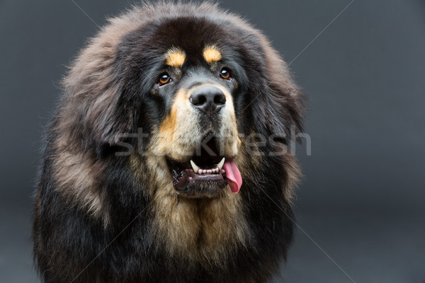 Güzel büyük mastı köpek portre Stok fotoğraf © svetography