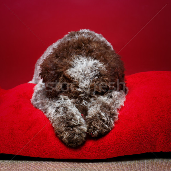 Güzel kahverengi kabarık köpek yavrusu köpek Stok fotoğraf © svetography