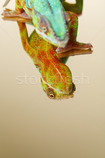 alive chameleon reptile Stock photo © svetography