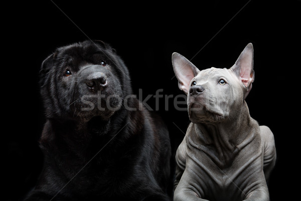 Güzel köpekler siyah eski köpek Stok fotoğraf © svetography