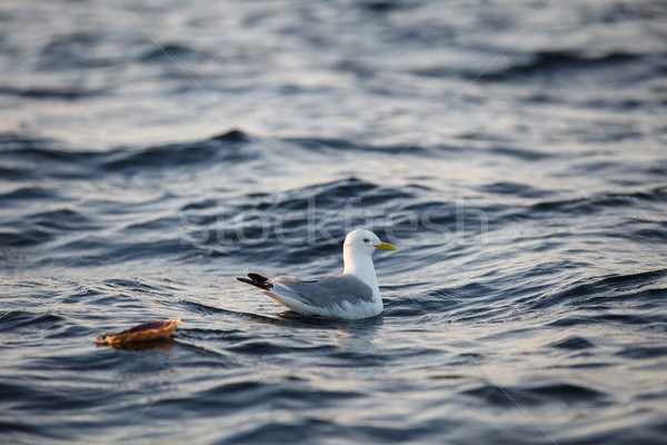 Vogel Meer Wasser Möwe Freien erschossen Stock foto © svetography