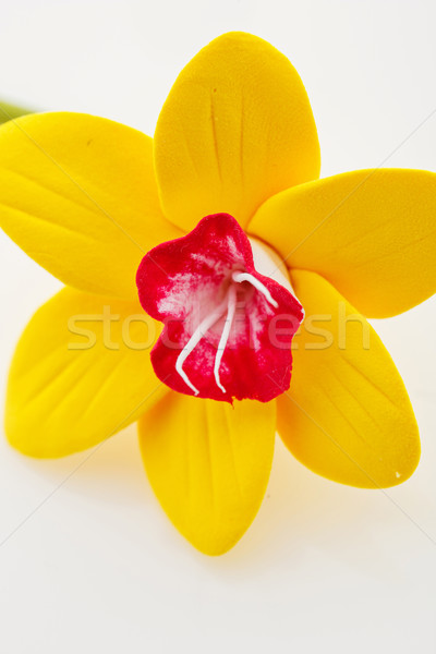 Beautiful yellow narcissus Stock photo © svetography