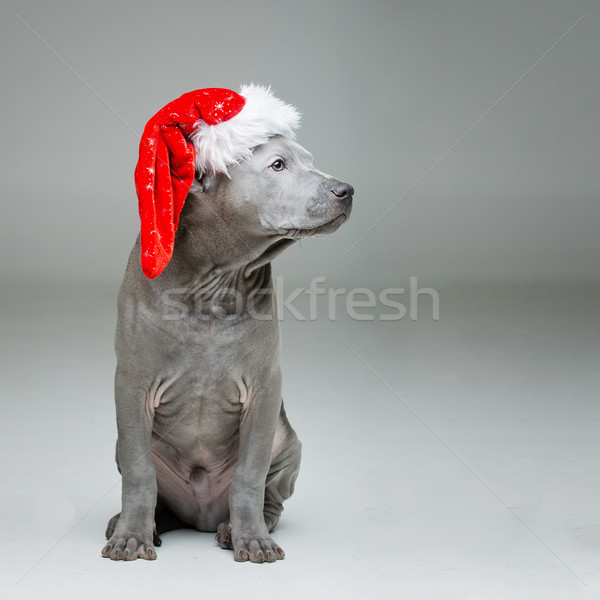 thai ridgeback puppy in xmas hat Stock photo © svetography