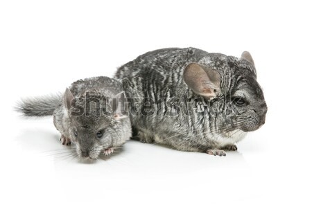 Two chinchillas isolated over white background Stock photo © svetography
