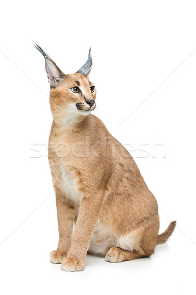 Beautiful caracal lynx isolated on white Stock photo © svetography