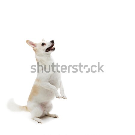 Beautiful oriental siam cat Stock photo © svetography