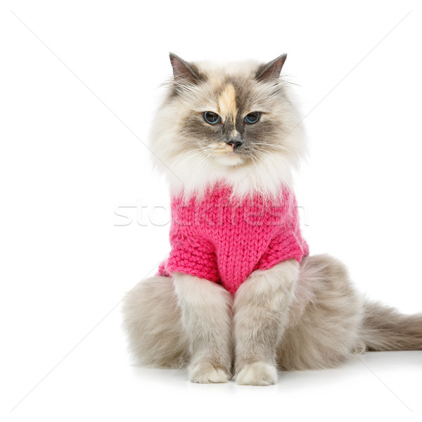 beautiful birma cat in pink pullover Stock photo © svetography