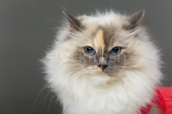 beautiful birma cat in pink dress Stock photo © svetography
