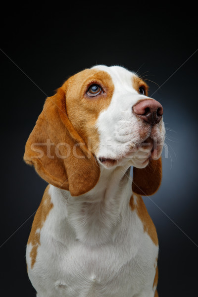 Piękna beagle psa dziewczyna odizolowany czarny Zdjęcia stock © svetography