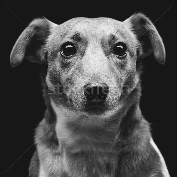 Jack russell terrier retrato belo adulto Foto stock © svetography