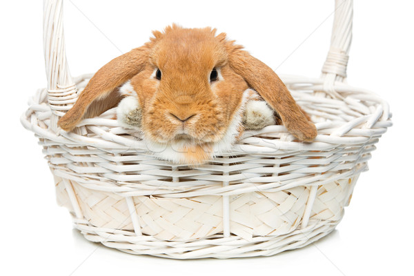 Beautiful domestic rabbit in basket Stock photo © svetography