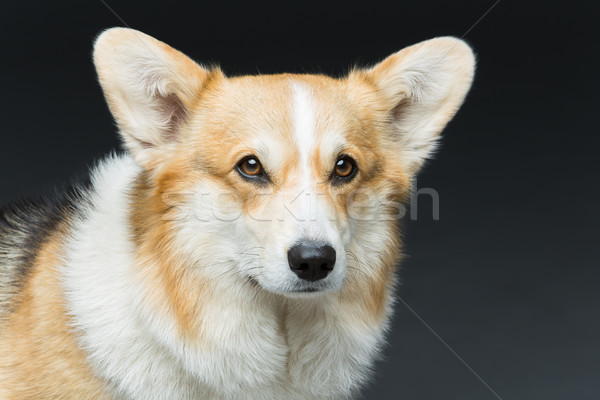 Beautiful welsh corgi dog Stock photo © svetography