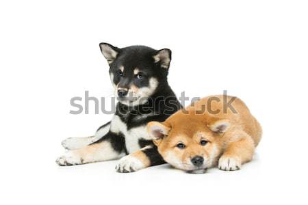 Foto stock: Belo · filhotes · de · cachorro · isolado · branco · dois · marrom