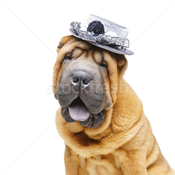 beautiful shar pei puppy in hat Stock photo © svetography