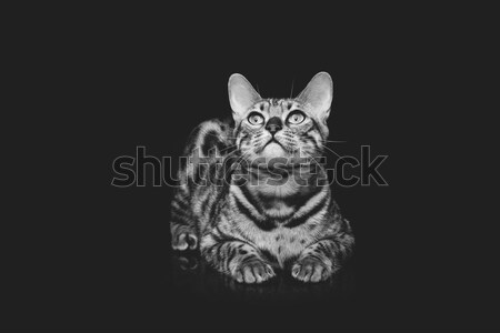 Schönen Katze Porträt Etwas Stock Foto Svetlana