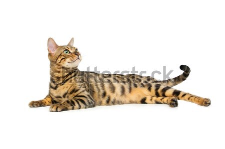 Stock photo: Beautiful bengal cat