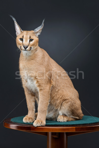 Beautiful caracal lynx over black background Stock photo © svetography