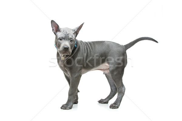 Tailandés cachorro hermosa azul meses edad Foto stock © svetography