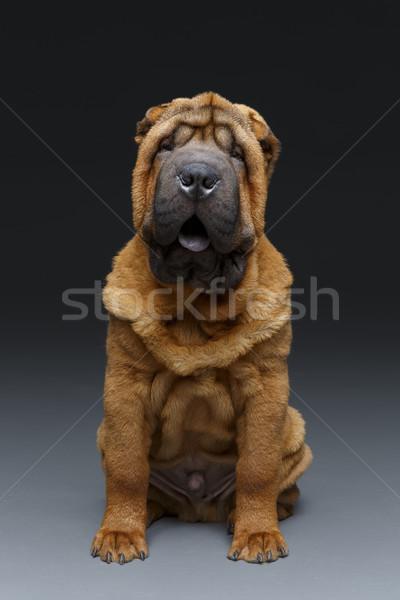 beautiful shar pei puppy Stock photo © svetography