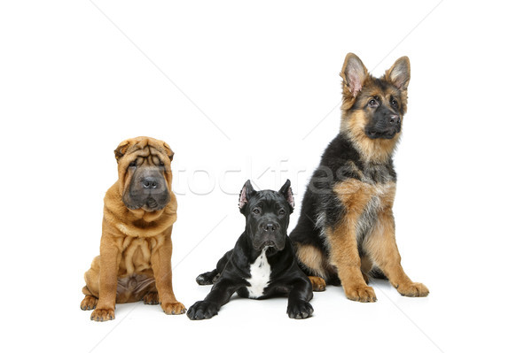 Güzel üç köpek yavrusu köpekler yalıtılmış Stok fotoğraf © svetography