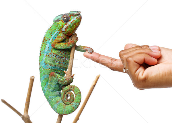 żywy Chameleon gad ludzka ręka posiedzenia oddziału Zdjęcia stock © svetography