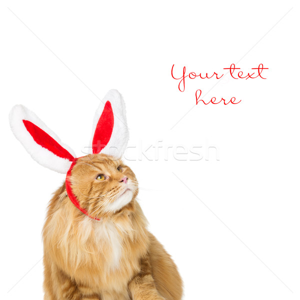 Big ginger cat in christmas rabbit ears head rim Stock photo © svetography