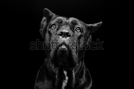 Cane corso dog Stock photo © svetography