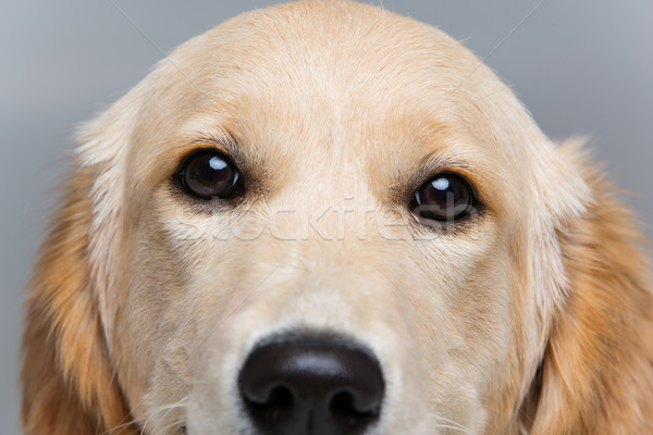 Fiatal golden retriever kutya közelkép arc szemek Stock fotó © svetography