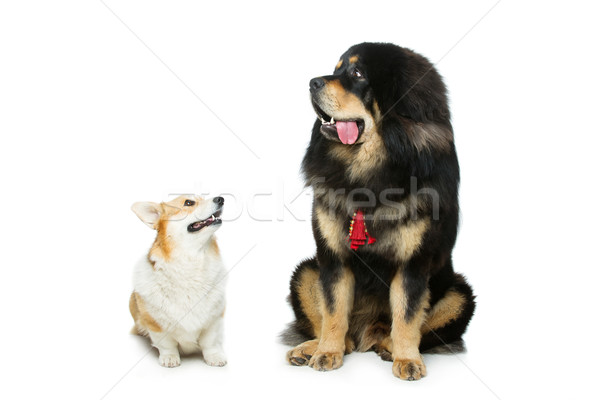 Corgi and mastiff dogs Stock photo © svetography