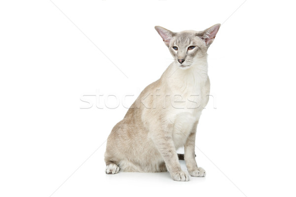 美しい オリエンタル 猫 孤立した 白 コピースペース ストックフォト © svetography