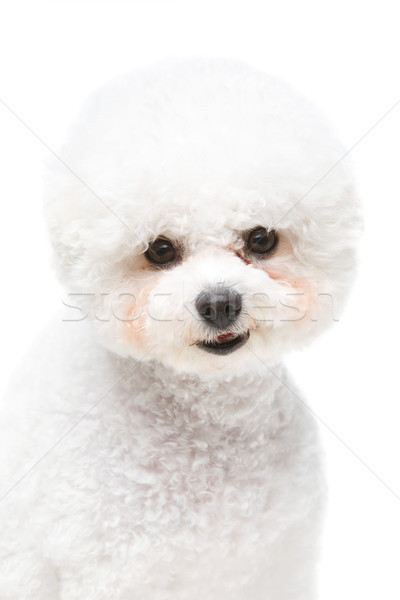 Foto stock: Belo · cão · isolado · branco · cópia · espaço · feliz