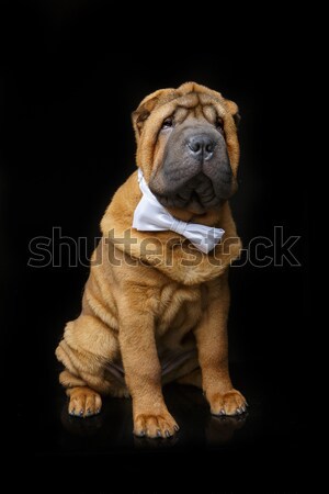 Güzel köpek yavrusu yalıtılmış karanlık bo yüz Stok fotoğraf © svetography