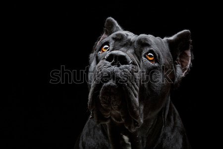 тростник собака портрет красивой черный Сток-фото © svetography