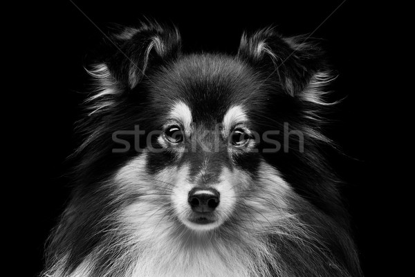 Sheltie dog Stock photo © svetography