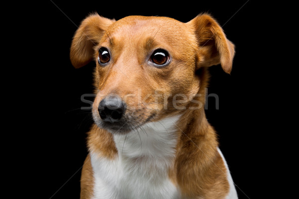 Jack russell terrier retrato belo adulto Foto stock © svetography