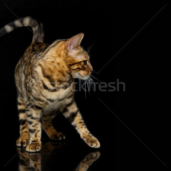 Beautiful bengal cat Stock photo © svetography