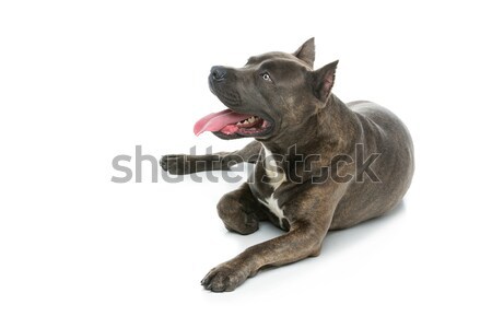 Beautiful amstaff dog Stock photo © svetography