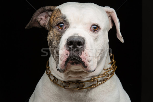 Primo piano cane ritratto adulto american bulldog guardando Foto d'archivio © svetography