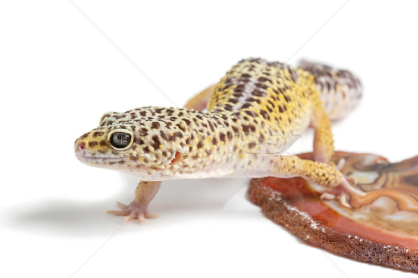 Small gicon lizard Stock photo © svetography