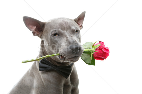 dog in bowtie holding rose in mouth Stock photo © svetography