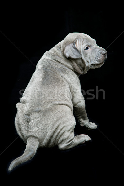 Thai ridgeback puppy on black background Stock photo © svetography