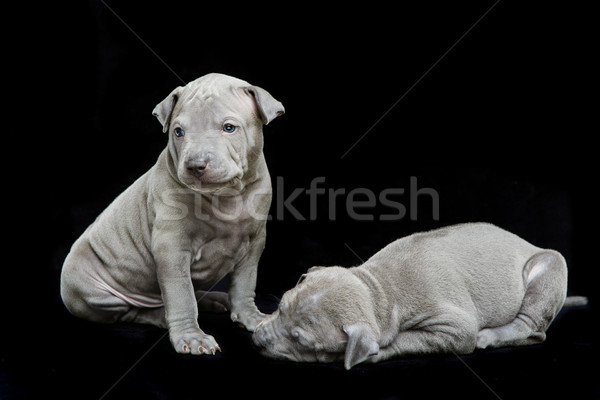 Due thai cuccioli isolato bianco uno Foto d'archivio © svetography