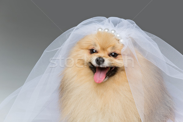 Bella sposa grigio cane gonna velo Foto d'archivio © svetography