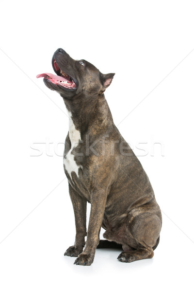 Güzel köpek kaplan mavi renk Stok fotoğraf © svetography